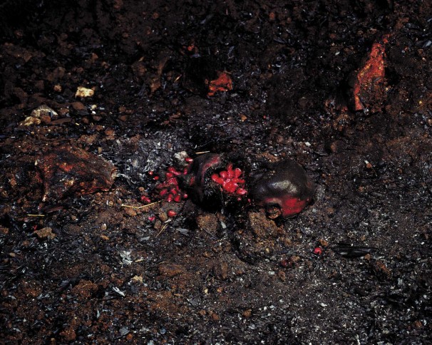 Pomegranates, 2005, LP, 40X50 cm. רימונים