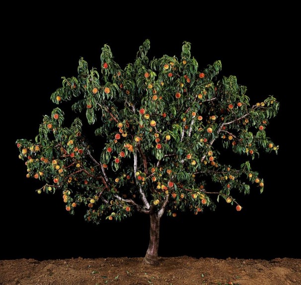 66x70 cm $7,080