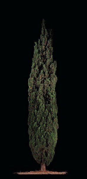 108Barosh (Cypress)_2011_color print_172x85.5 cm