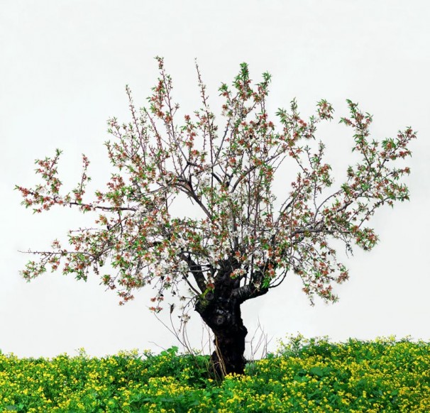110Almond Tree_2003_color print_74x74 cm