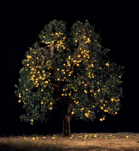 111Eshkolit (Grapefruit)_2011_color print_137x127.5 cm