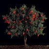 112Rimon (Pomegranate)_2011_color print_123x130 cm