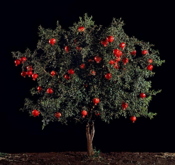 112Rimon (Pomegranate)_2011_color print_123x130 cm