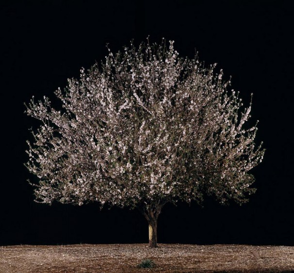 113Shaked (Almond)_ 2011_color print_95x102 cm