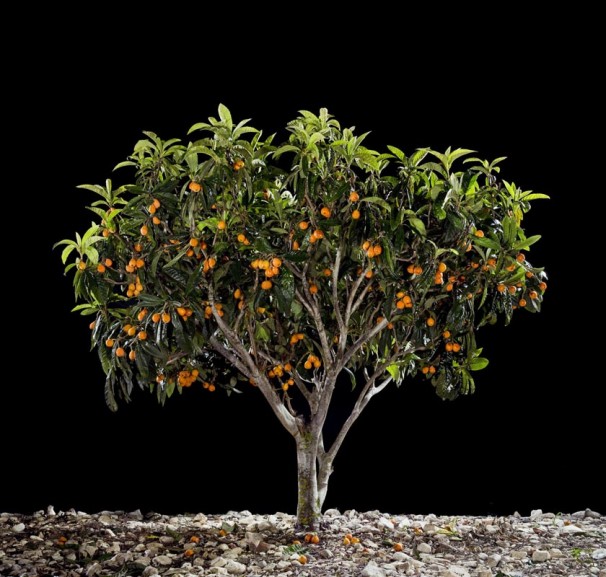 66x70 cm $7,080