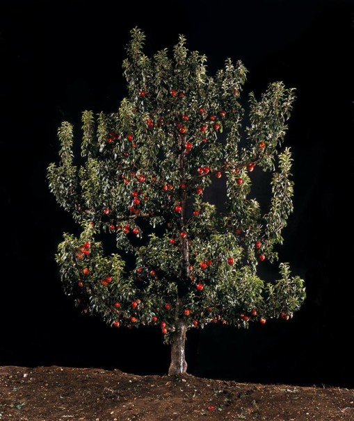 115Shezif (Plum)_2010_color print_150x125 cm
