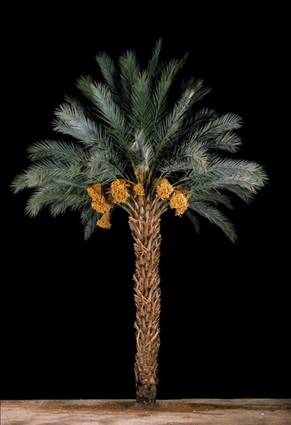 Tamar#1 (Date Palm), 2011, 152.5 x102 cm $9,000