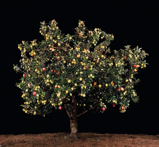 66x70 cm $7,080