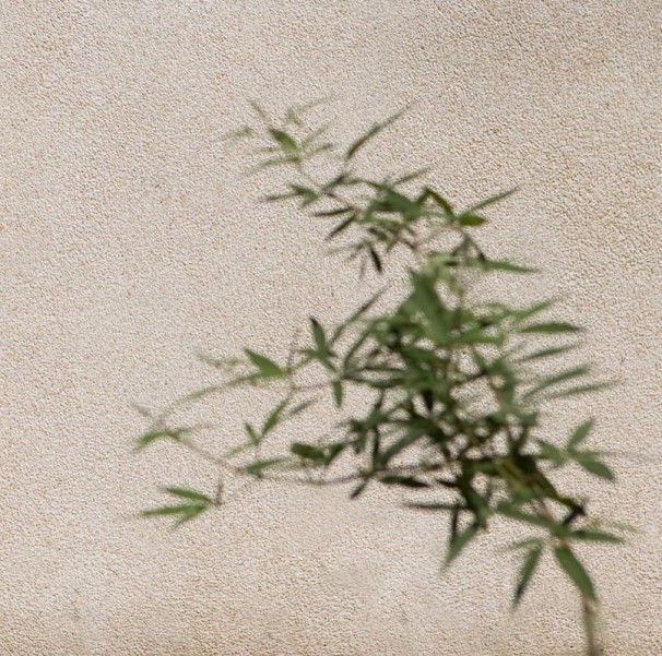 118Plant 2015_2014_digital print_60x60cm