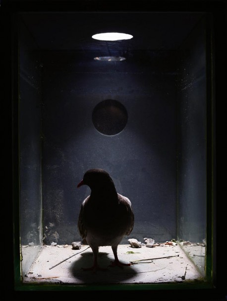 111Cell III_2015_color print_45x35 cm
