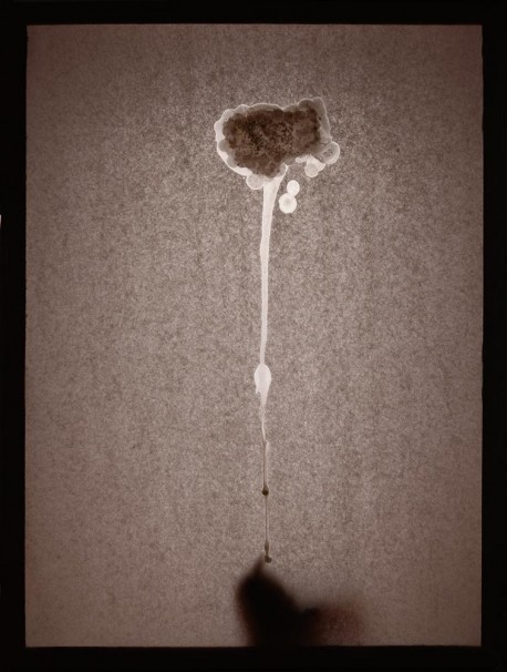 112Bird to Flower_2015_color print_45x35 cm