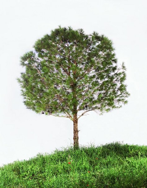 Untitled (pine tree), 2011, 120x100 cm, $7,900